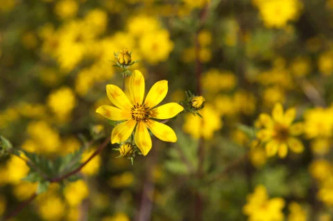 Meskel-Fest: Meskelblumen