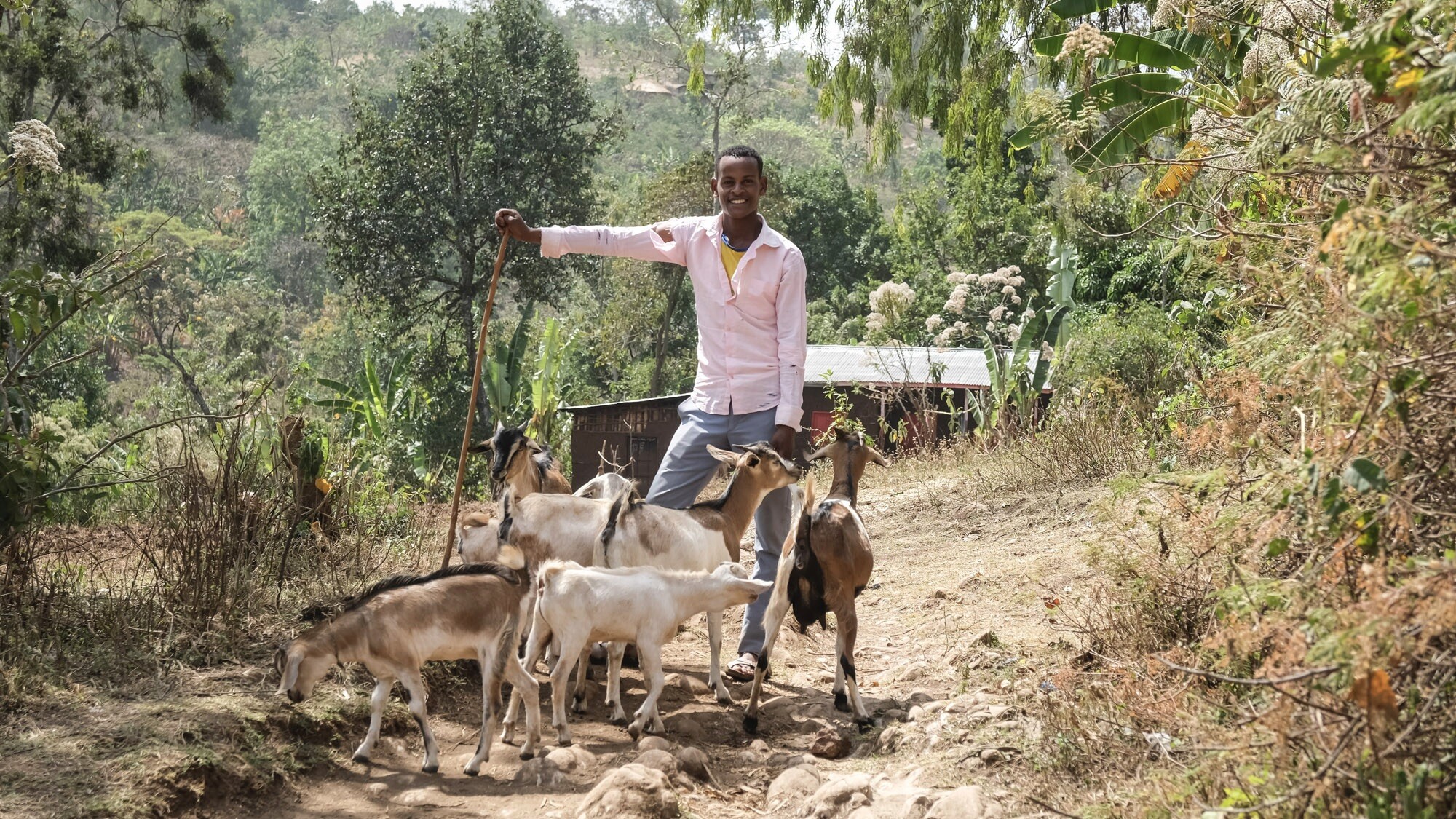 Petros, the barber, and his goats
