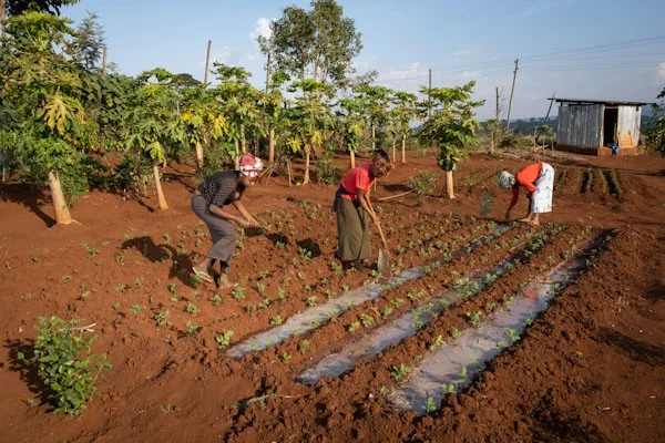 Pflanzenschule in Seka Äthiopien | Stiftung Menschen für Menschen Mitarbeiter bewässern die Baumsetzlinge