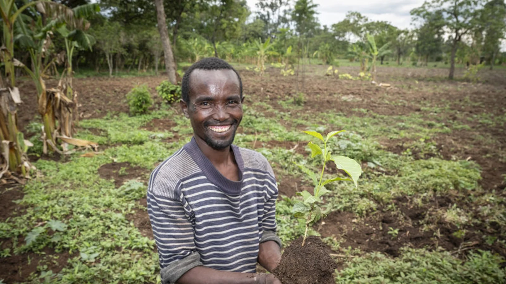 Bauer pflanzt Setzling | Stiftung Menschen für Menschen