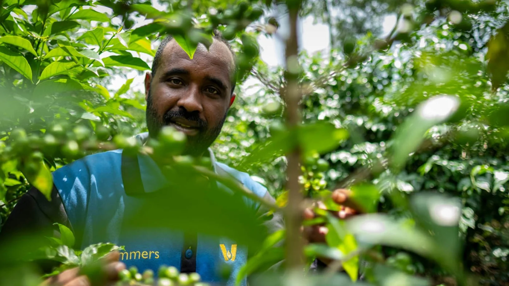 Kaffeebauer hinter Kaffeepflanzen | Stiftung Menschen für Menschen Bauer Demeke hinter Kaffeepflanzen